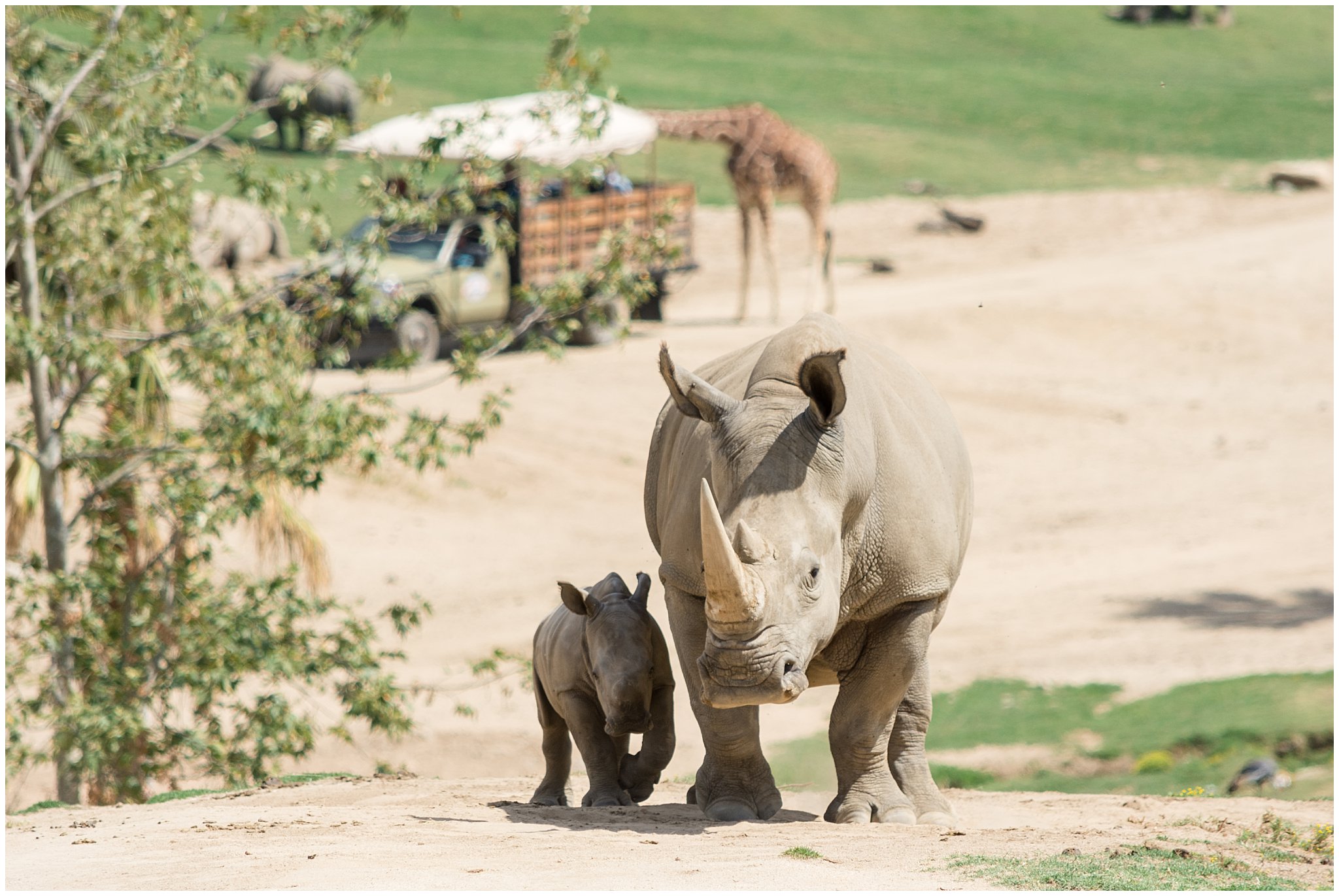 Rhinos at the safari park - san diego honeymoon