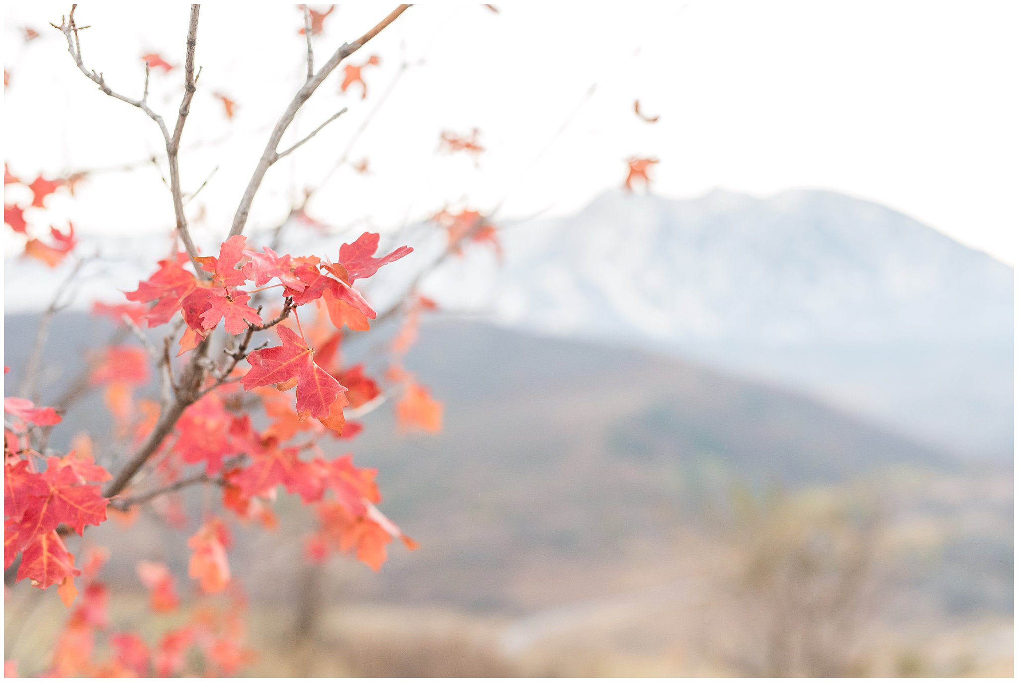 The last remaining red fall leaves | Fall Family Pictures in the Mountains | Snowbasin, Utah | Jessie and Dallin Photography
