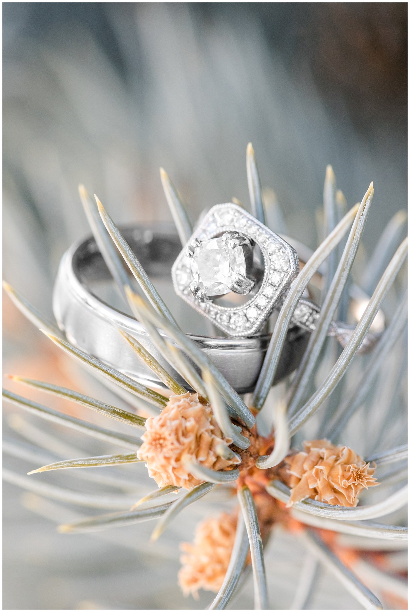 Wedding ring shot on pine tree in the winter | Ogden Temple Wedding | Jessie and Dallin Photography