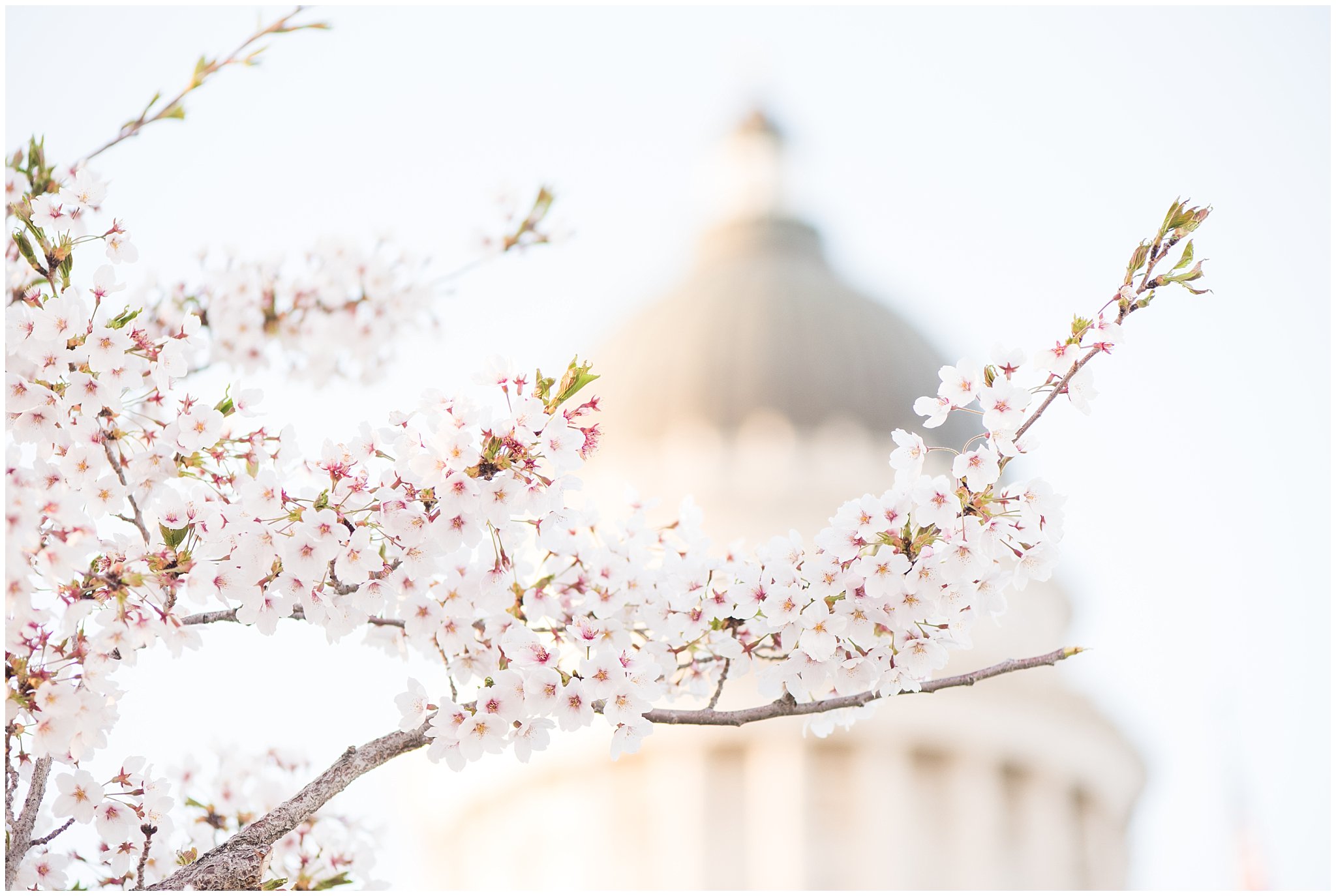 Utah State Capitol and cherry blossoms | Utah State Capitol Blossoms Formal Session | Salt Lake Wedding Photographers | Jessie and Dallin Photography