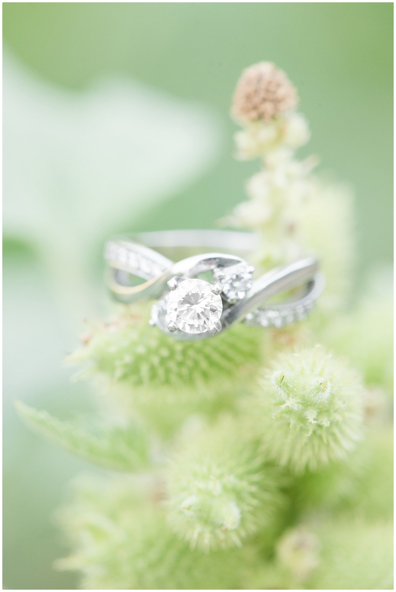Emgagement ring on prickly plant | Fort Buenaventura Summer Engagement Session | Jessie and Dallin Photography