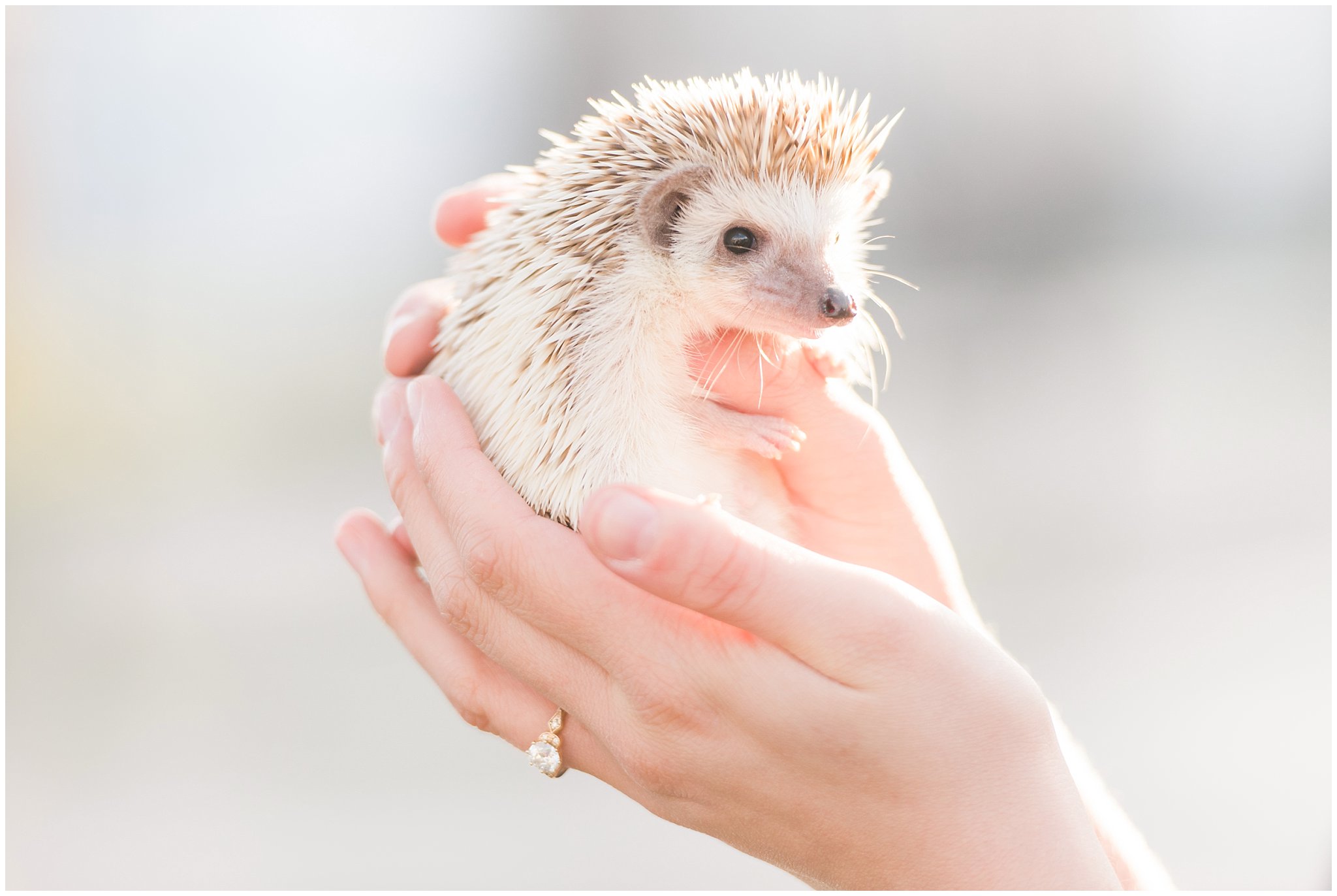 Bride with hedgehog during engagement session | Top Utah Wedding and Couples Photos 2019 | Jessie and Dallin Photography