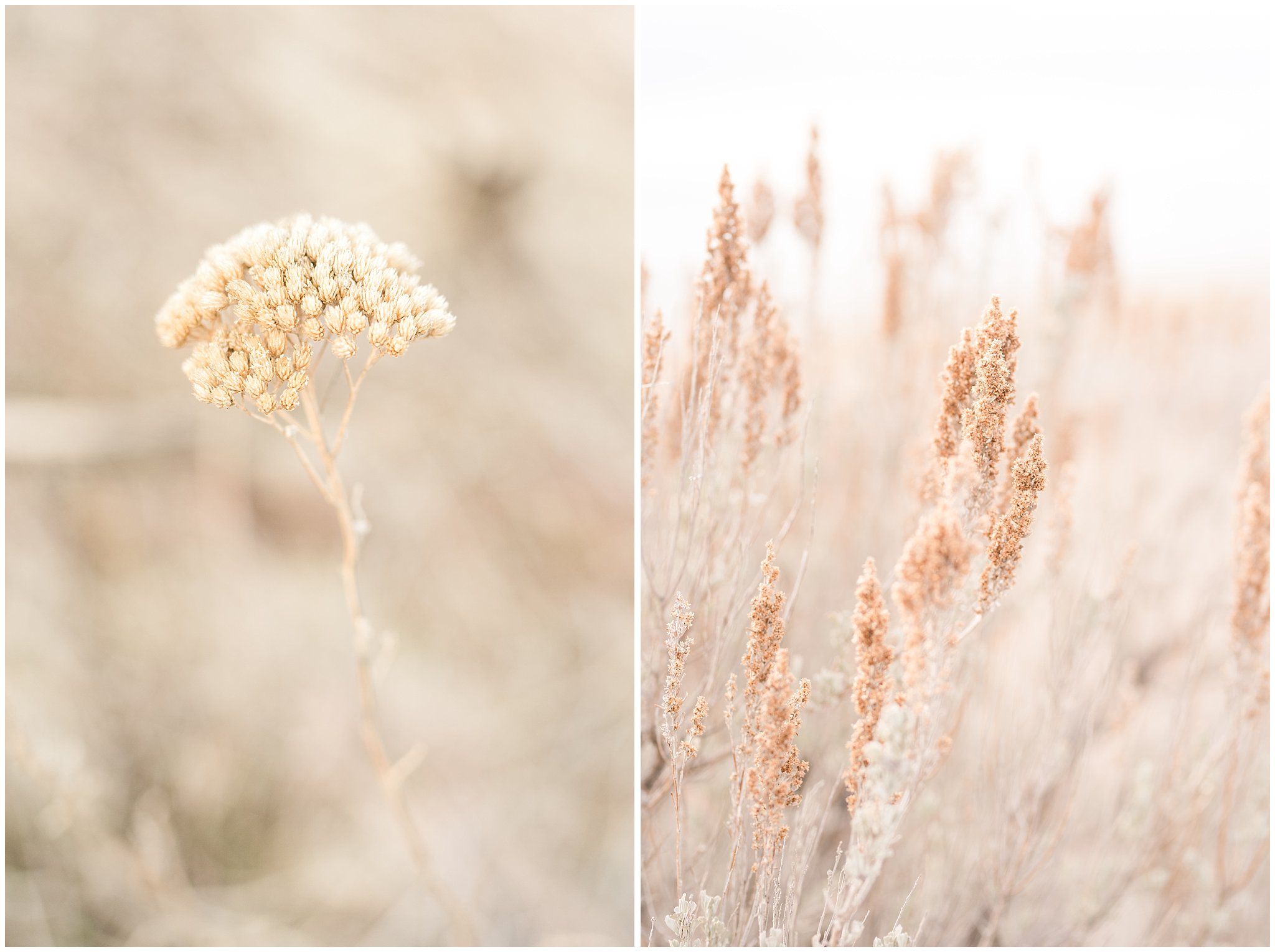 Grasses and weeds at Antelope Island and the Great Salt Lake in the winter | Great Salt Lake Winter Engagement | Jessie and Dallin Photography