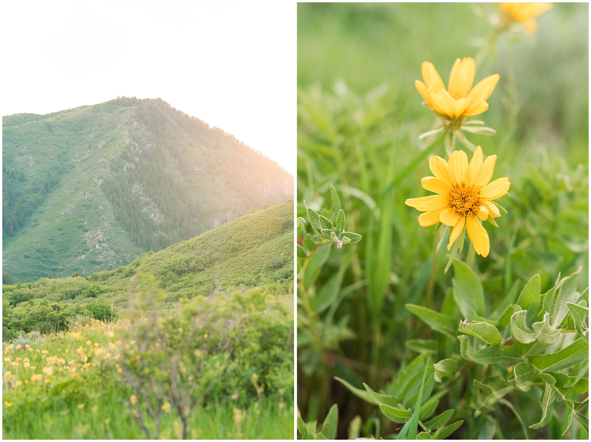 Wildflowers and mountains during Snowbasin Wildflower Engagement | Jessie and Dallin Photography