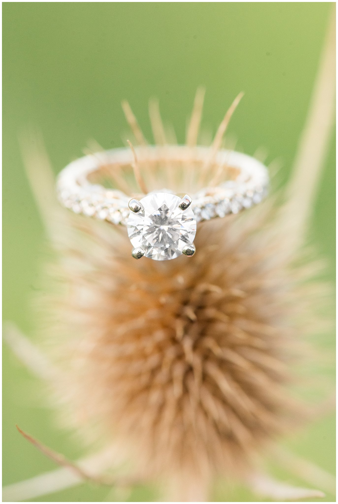 Engagement ring detail shot on a cattail | Utah State Capitol and Tunnel Springs Engagement Session | Jessie and Dallin Photography