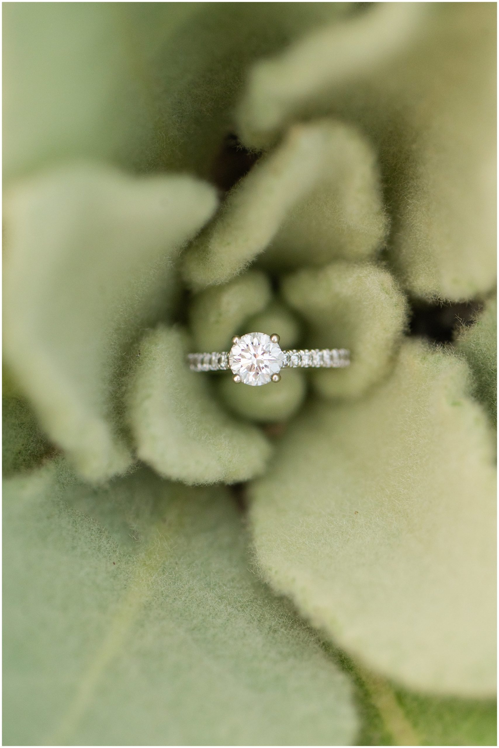 Ring on fuzzy plant in the mountains | Summer Utah Mountain Engagement | Jessie and Dallin Photography