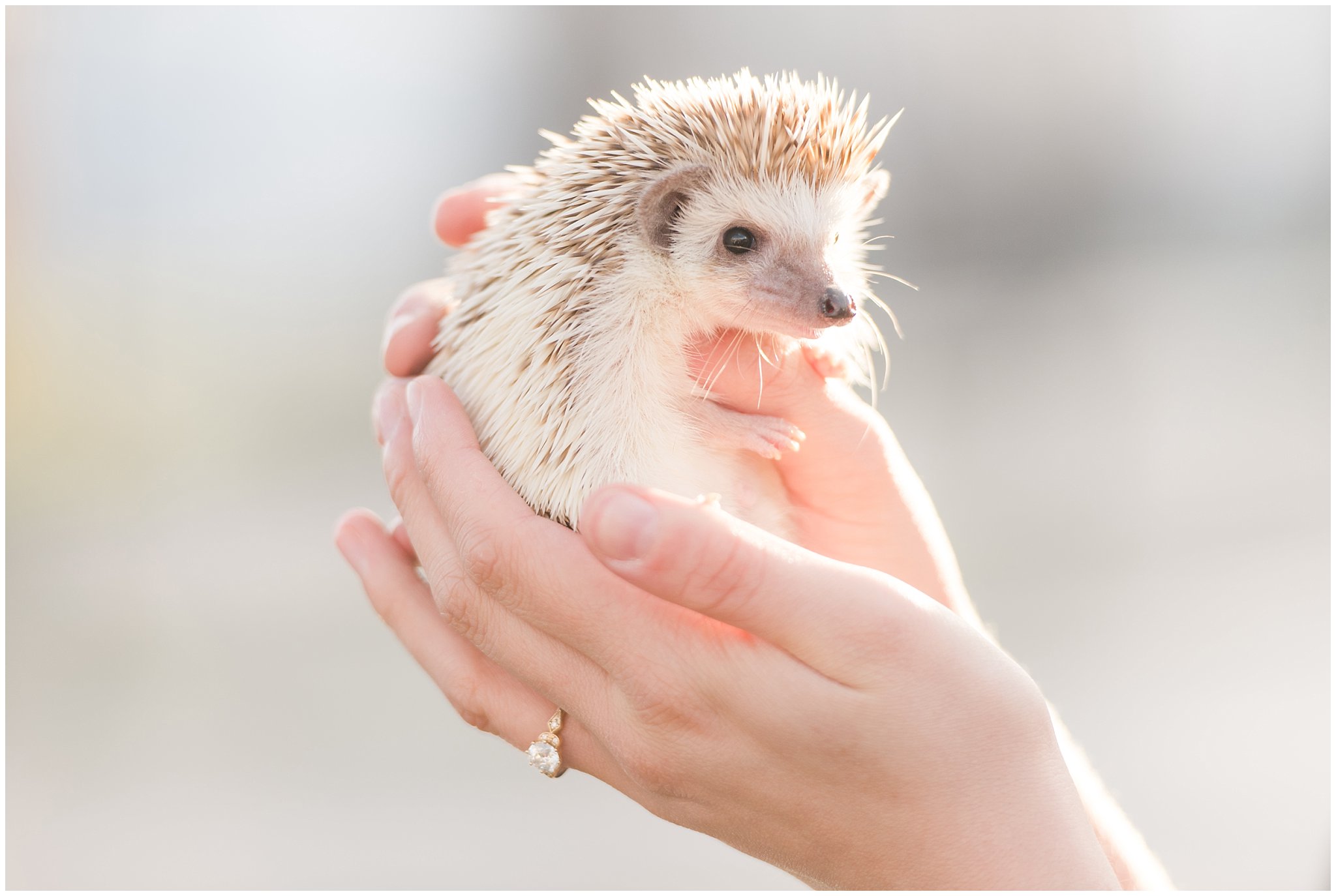 Couple holding hedgehog and dressed up in suit and yellow dress in the cherry blossoms | Spring Blossom Engagement at the Utah State Capitol | Utah Wedding Photographers | Jessie and Dallin