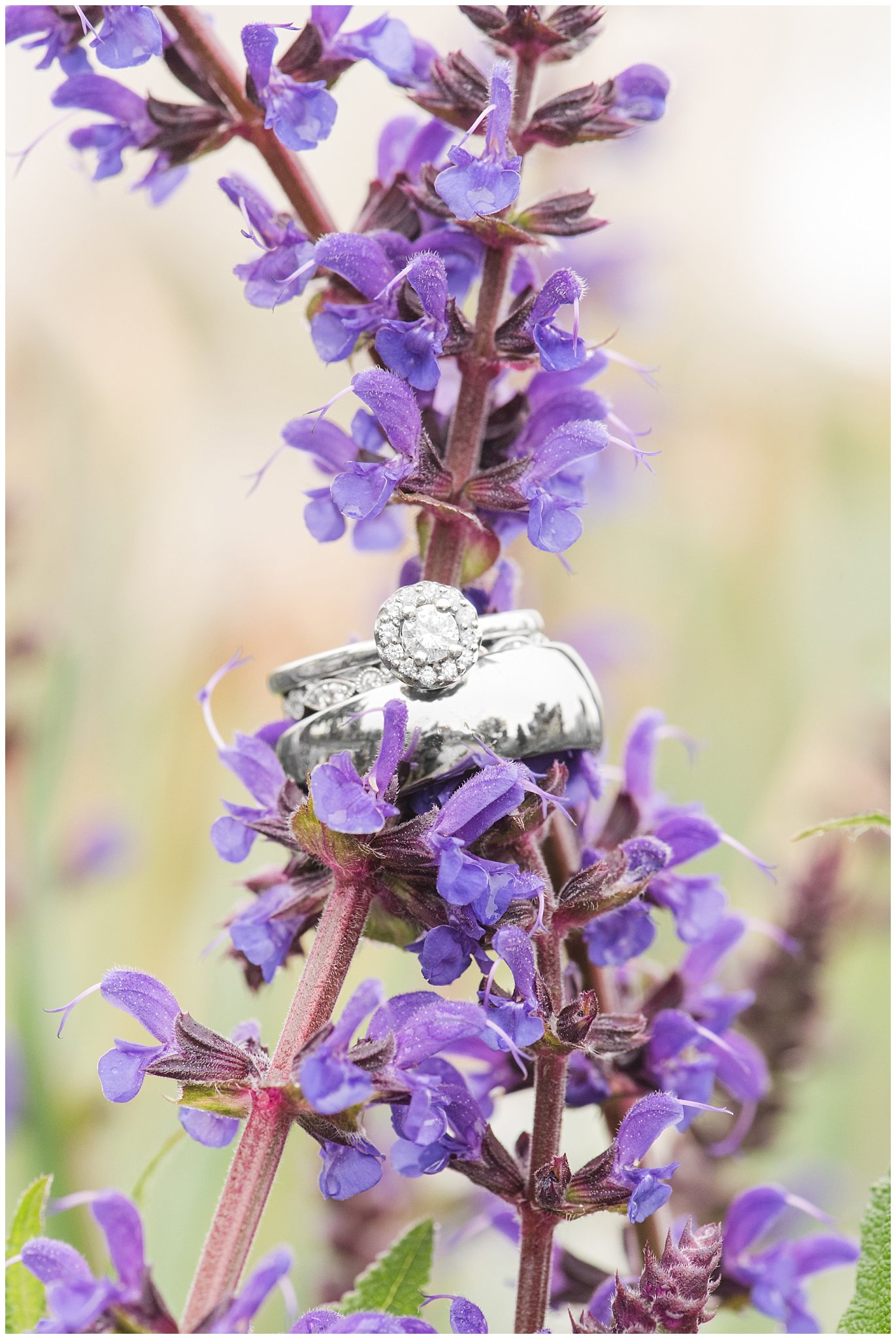 Ring shot on Victoria Blue flowers during spring wedding at the Ogden Temple | Utah Wedding | Jessie and Dallin Photography