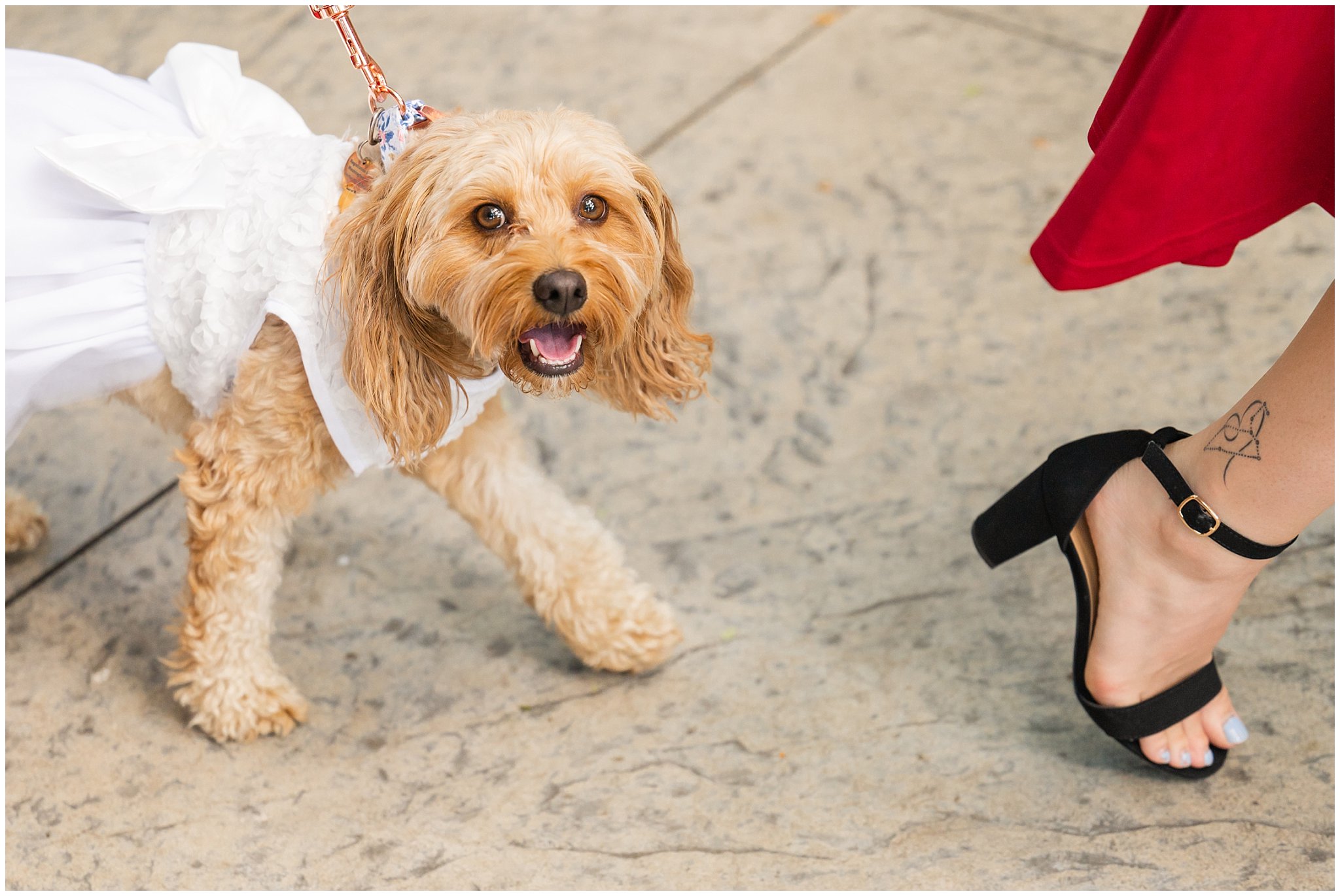Dogs dressed up for wedding ceremony at Eldredge Manor | Bountiful Temple and Eldredge Manor Wedding | Jessie and Dallin Photography