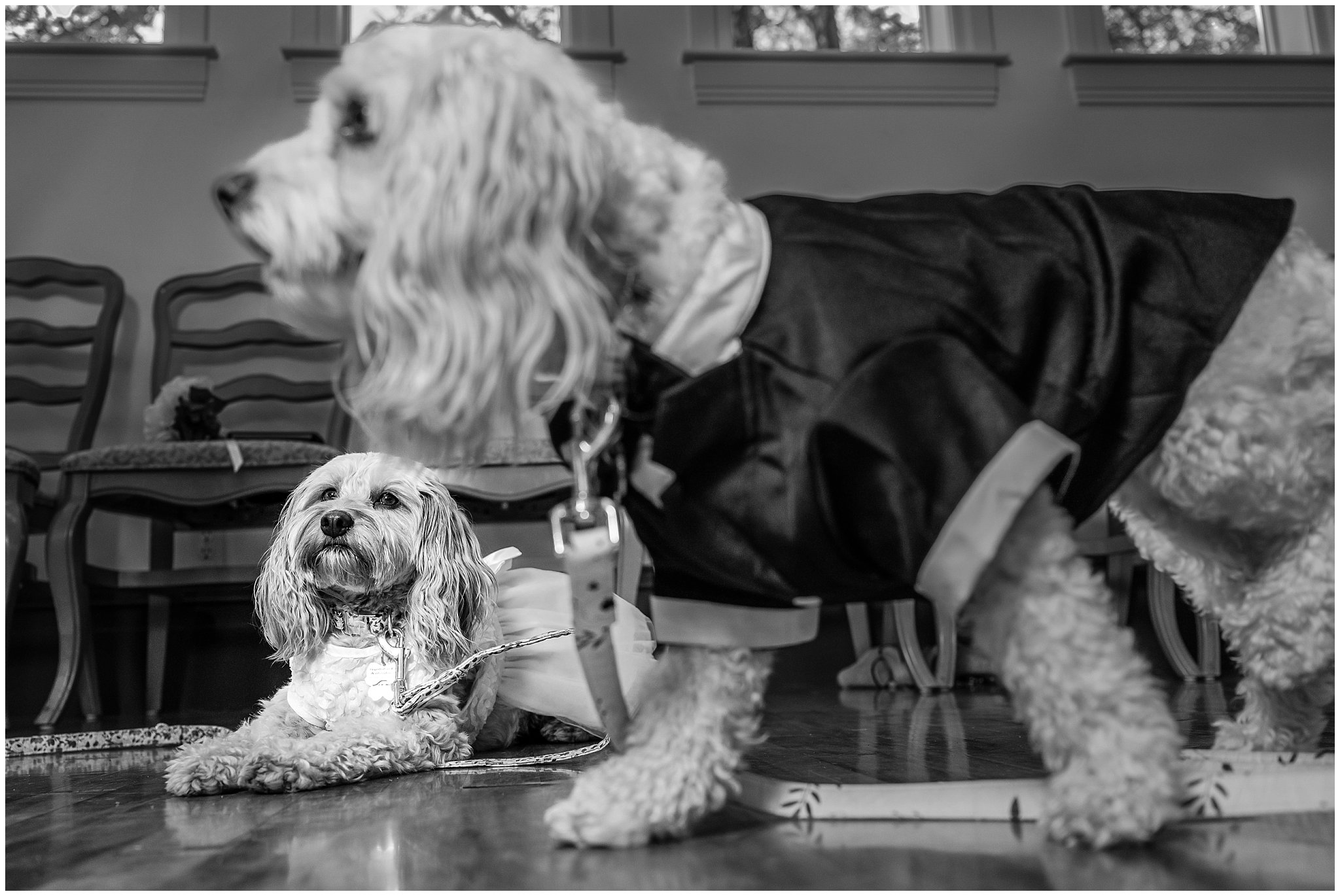 Dogs dressed up for a wedding at Eldredge Manor | Bountiful Temple and Eldredge Manor Wedding | Jessie and Dallin Photography