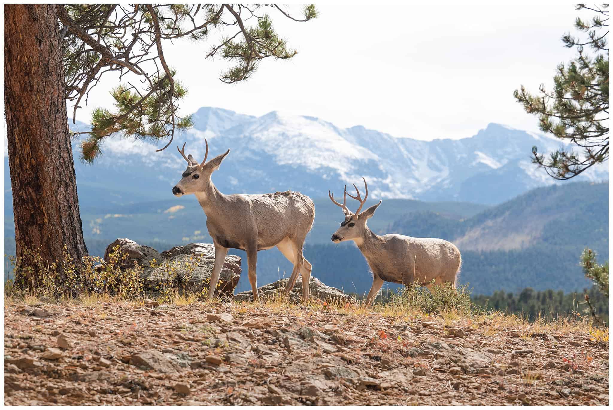 Deer walking together at Rocky Mountain National Park | Fall Rocky Mountain National Park Elopement | Jessie and Dallin Photography