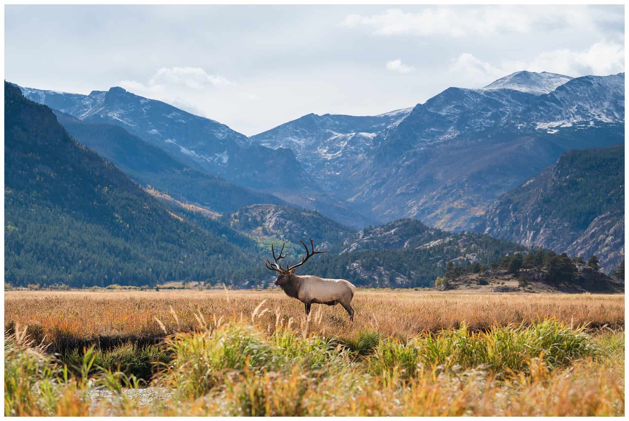 Elk in front of mountains at Rocky Mountain National Park sign | Fall Rocky Mountain National Park Elopement | Jessie and Dallin Photography