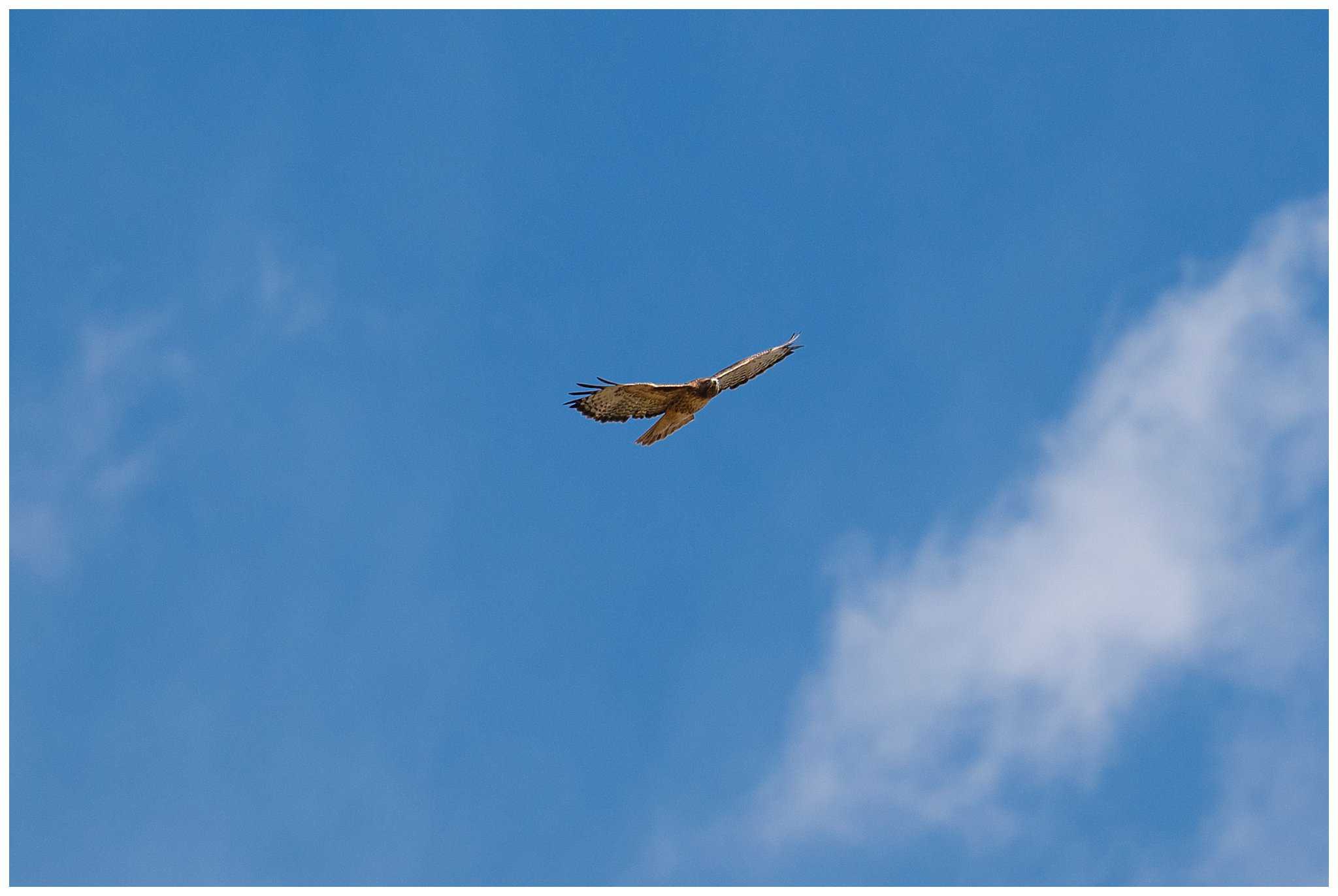 Hawk flying in the sky at Rocky National Park | Fall Rocky Mountain National Park Elopement | Jessie and Dallin Photography