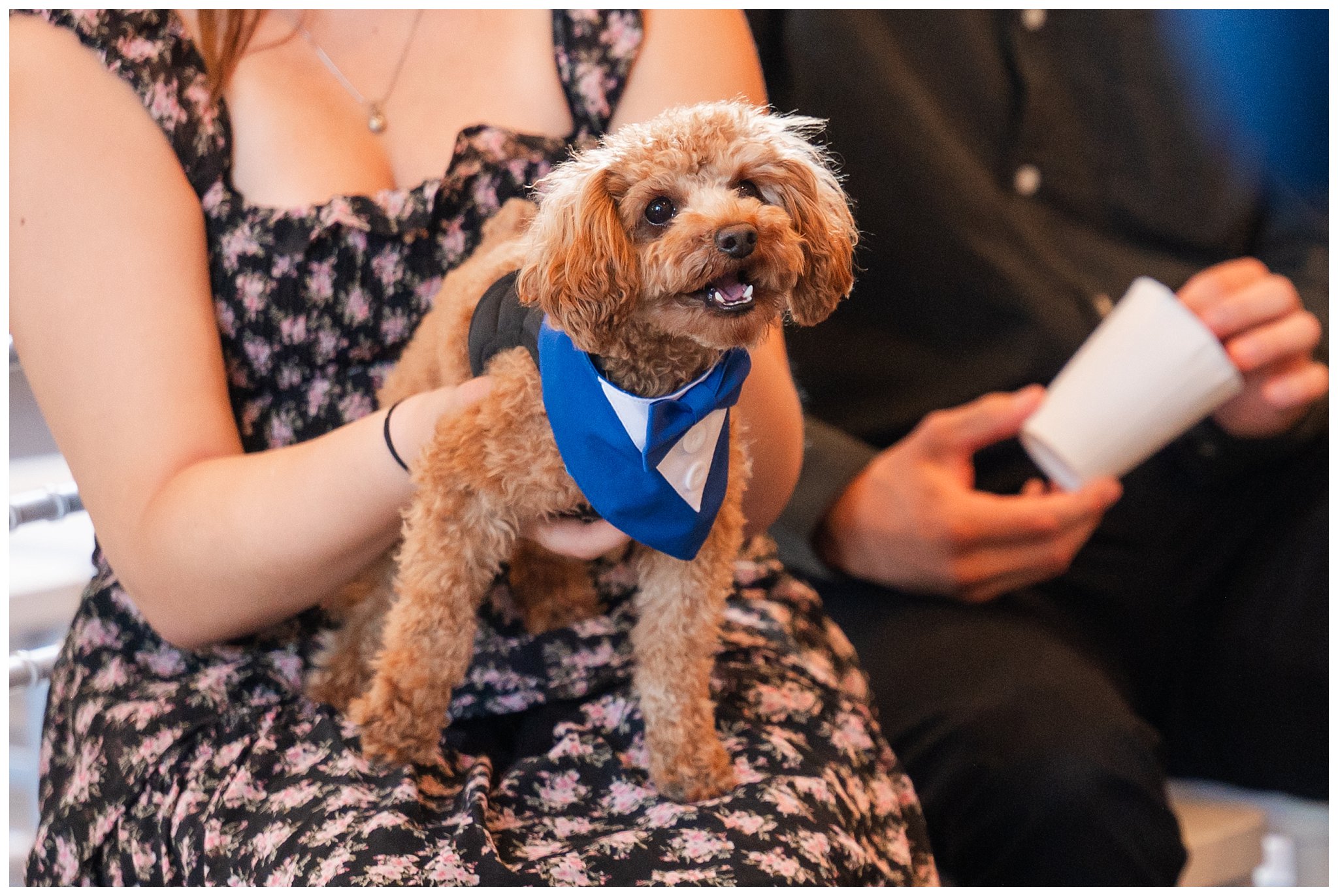Dog named Chewie wearing a tuxedo sits on a guest's lap during the wedding ceremony moments inside the barn at Oak Hills | Star Wars Themed Wedding at Oak Hills Utah | Jessie and Dallin Photography